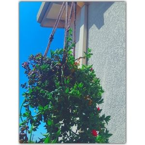 Large Macrame Plant Hanging